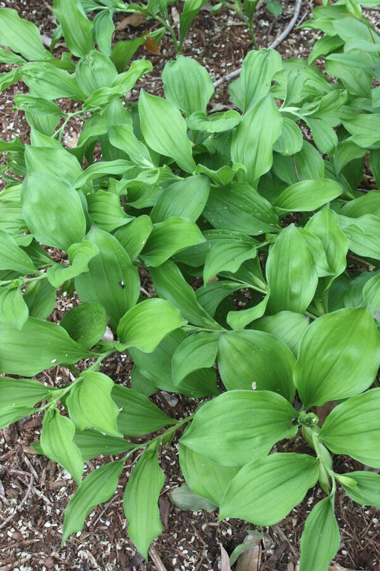 Image of Polygonatum cryptanthum 'Crug'||