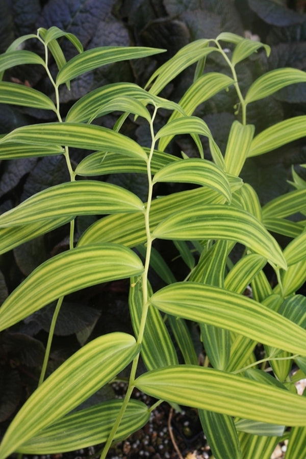 Image of Polygonatum falcatum 'Tiger Stripes'|Juniper Level Botanic Gdn, NC|JLBG