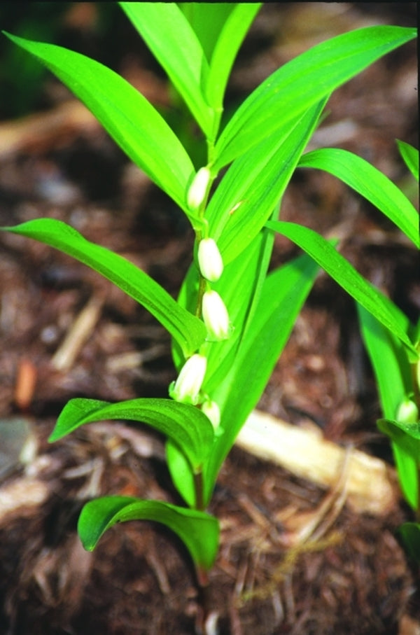 Image of Polygonatum humile 'Run DMZ'|Juniper Level Botanic Gdn, NC|JLBG