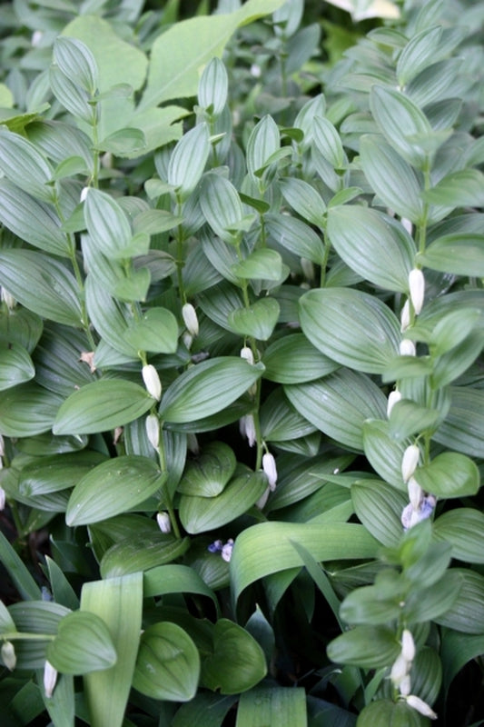 Image of Polygonatum humile 'Tom Thumb'|H. Hansen Gdn, MN|