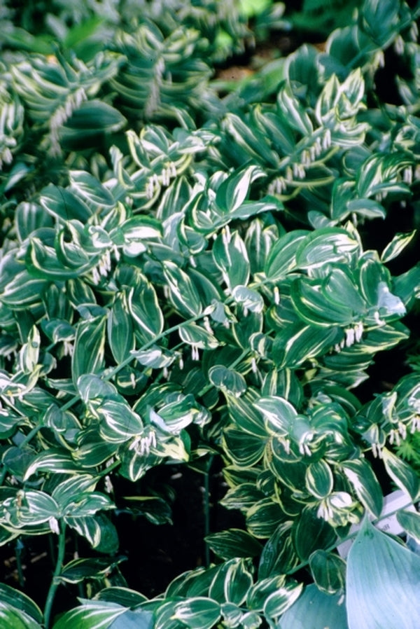 Image of Polygonatum x hybridum 'Grace Barker'|H. Hansen Gdn, MN|