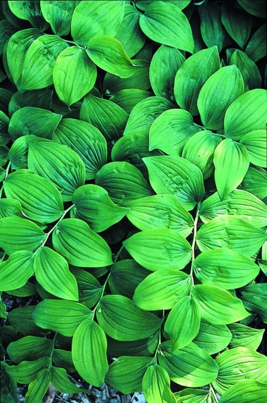 Image of Polygonatum inflatum 'Cheju Giant'|Juniper Level Botanic Gdn, NC|JLBG