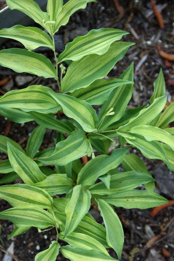 Image of Polygonatum lasianthum var. tricosanthum 'Kon Chiri Shima'|Juniper Level Botanic Gdn, NC|JLBG