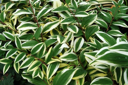 Image of Polygonatum odoratum 'Double Stuff' PP 19,624|Juniper Level Botanic Gdn, NC|JLBG