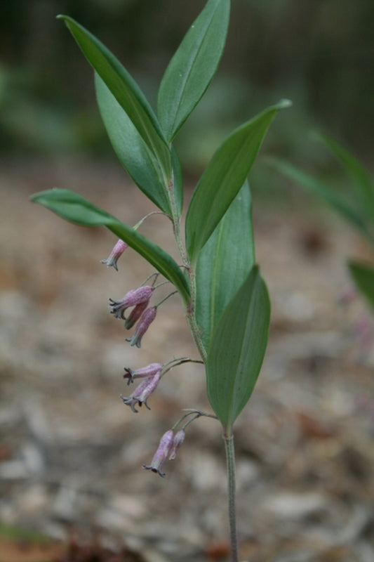 Image of Polygonatum prattii||