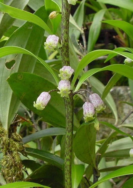 Image of Polygonatum punctatum BSWJ2395|Juniper Level Botanic Gdn, NC|JLBG