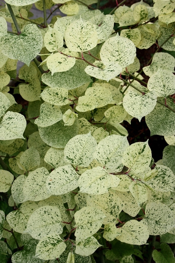 Image of Polygonum cuspidatum 'Freckles'|Juniper Level Botanic Gdn, NC|JLBG