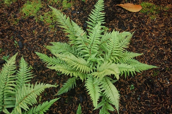 Image of Polystichum luctuosum|Casa Flora, TX|Casa Flora