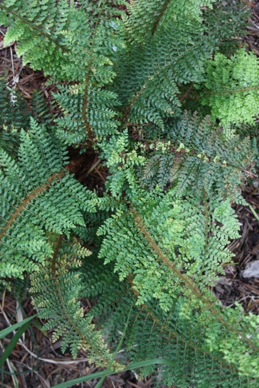 Image of Polystichum setiferum 'Plumosomultilobum'|Juniper Level Botanic Gdn, NC|JLBG