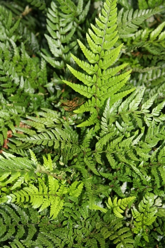 Image of Polystichum tsus-simense 'Nan Ping'|Juniper Level Botanic Gdn, NC|JLBG