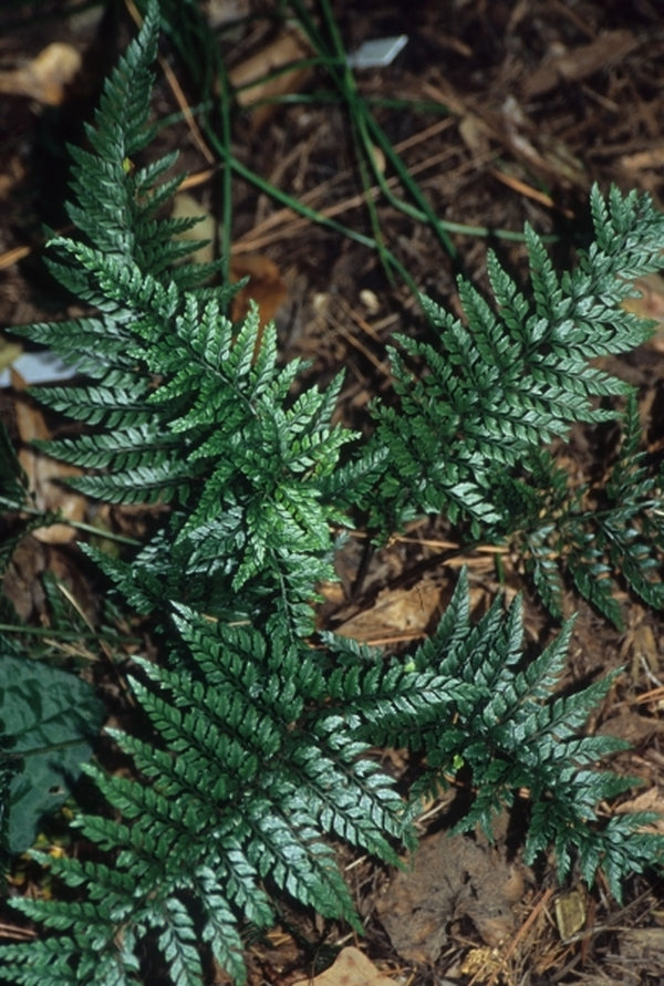 Image of Polystichum tsus-simense var. mayebarae|Juniper Level Botanic Gdn, NC|JLBG