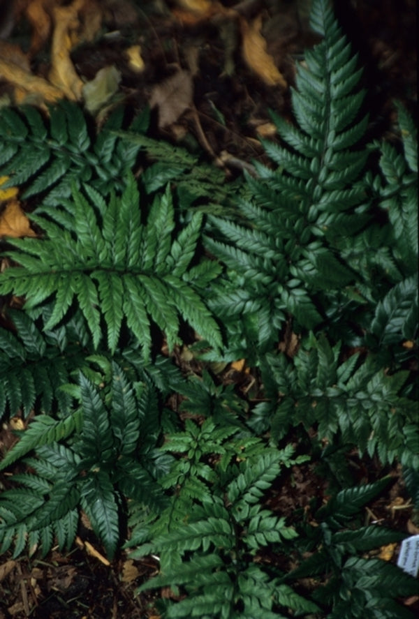 Image of Polystichum tsus-simense|Juniper Level Botanic Gdn, NC|JLBG