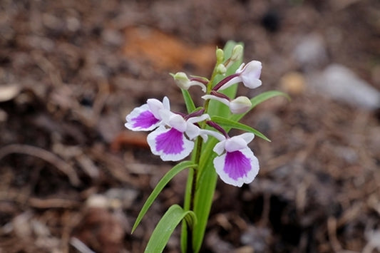 Image of Ponerorchis graminifolia||