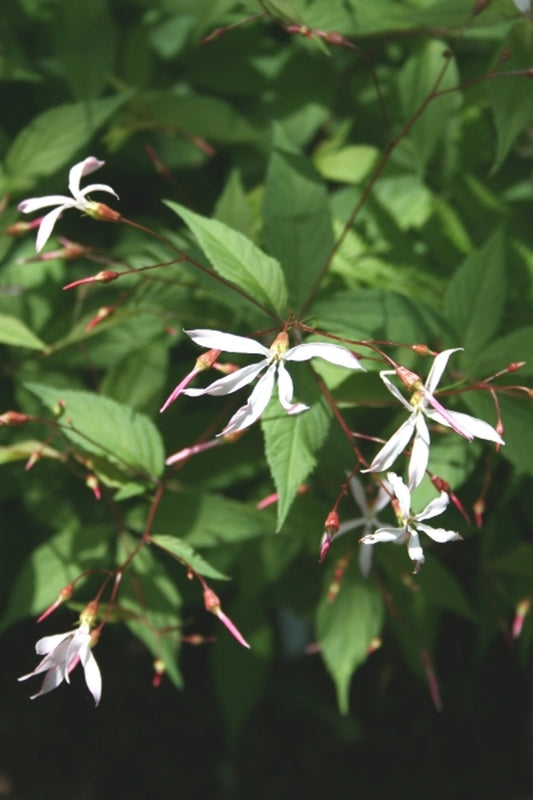 Image of Porteranthus stipulatus|Juniper Level Botanic Gdn, NC|JLBG