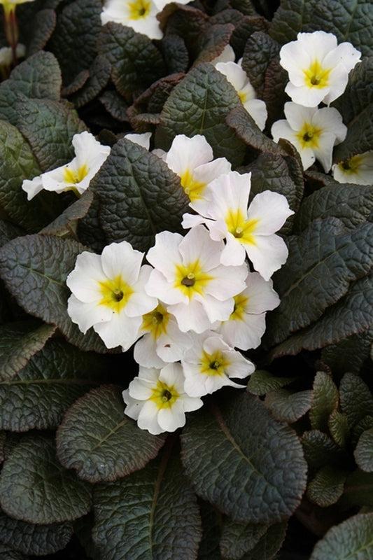 Image of Primula 'Drumcliff'||