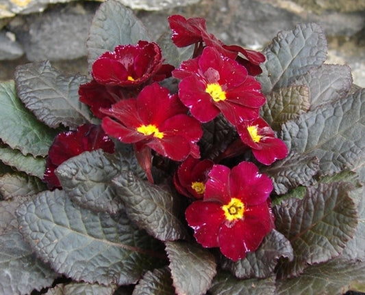 Image of Primula 'Innisfree'||