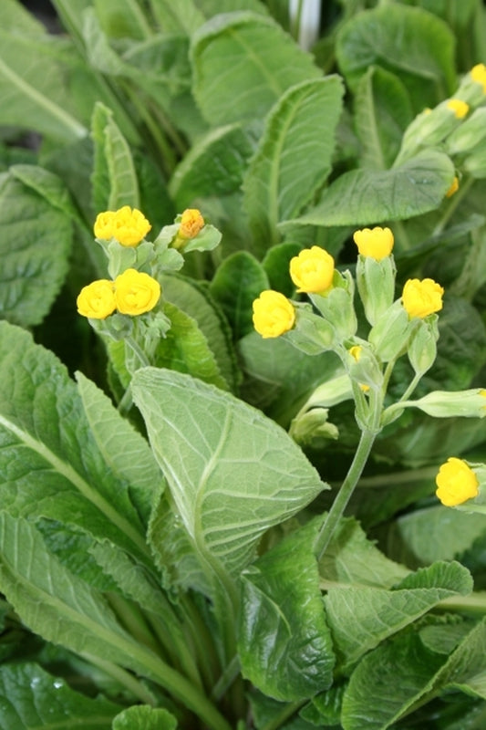 Image of Primula 'Prinic' PP 12,892|Juniper Level Botanic Gdn, NC|JLBG