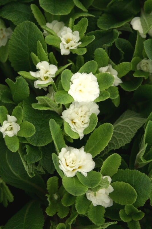 Image of Primula x polyantha 'Dawn Ansell'taken at Juniper Level Botanic Gdn, NC by JLBG