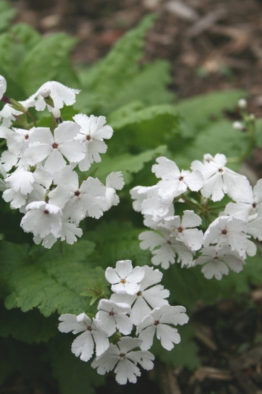 Image of Primula sieboldii 'Fuji Snow'taken at Juniper Level Botanic Gdn, NC by JLBG