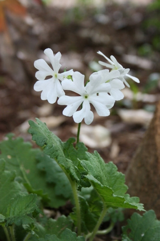 Image of Primula sieboldii 'New Snow'taken at Juniper Level Botanic Gdn, NC by JLBG