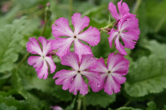 Image of Primula sieboldii 'Seneca Star'taken at Juniper Level Botanic Gdn, NC by JLBG