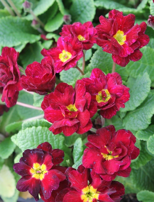 Image of Primula vulgaris 'Corporal Baxter'