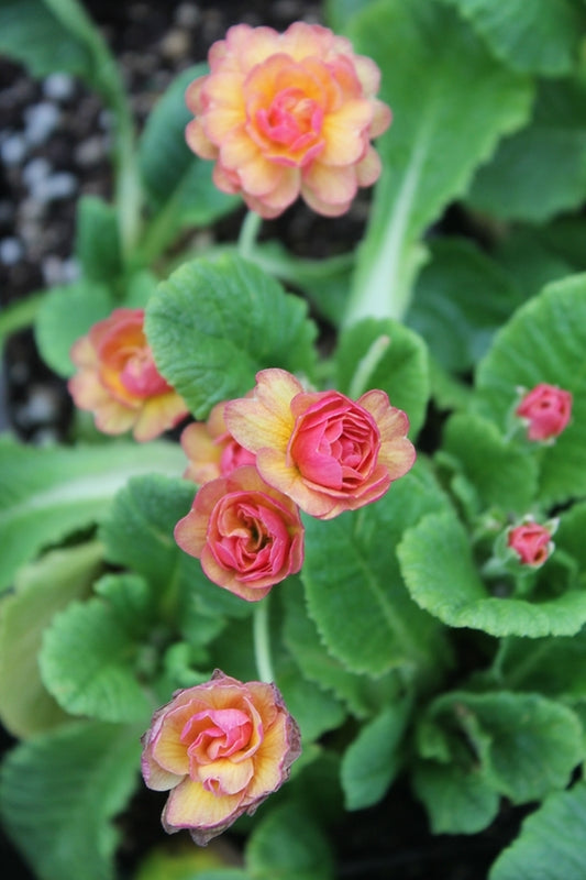 Image of Primula vulgaris 'Ken Dearman'