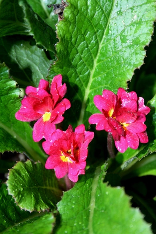Image of Primula vulgaris 'Red Velvet'taken at Juniper Level Botanic Gdn, NC by JLBG