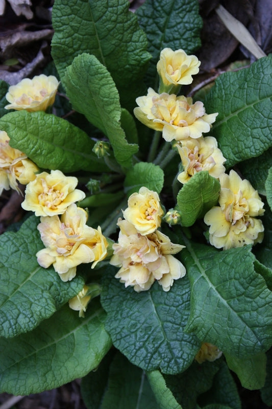 Image of Primula vulgaris 'Sunshine Susie'taken at Juniper Level Botanic Gdn, NC by JLBG