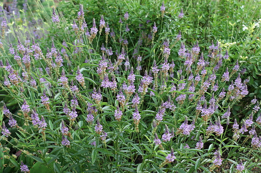 Image of Psoralea psoralioides 'Nash'|Juniper Level Botanic Gdn, NC|JLBG