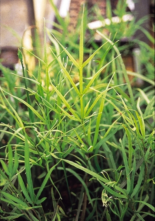Image of Pteris multifida|Juniper Level Botanic Gdn, NC|JLBG