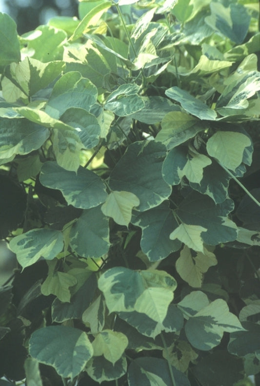 Image of Pueraria lobata 'Sherman's Ghost' NOT OUTSIDE NCtaken at Terra Nova Nurseries, OR