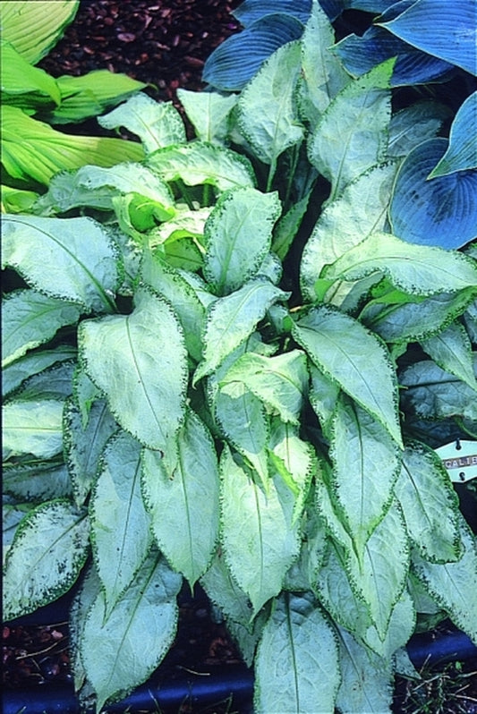 Image of Pulmonaria 'Excaliber' PP 8958 PVR|Murphy Gdn, IN|