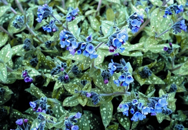 Image of Pulmonaria 'Little Blue'|Terra Nova Nurseries, OR|Terra Nova Nurseries