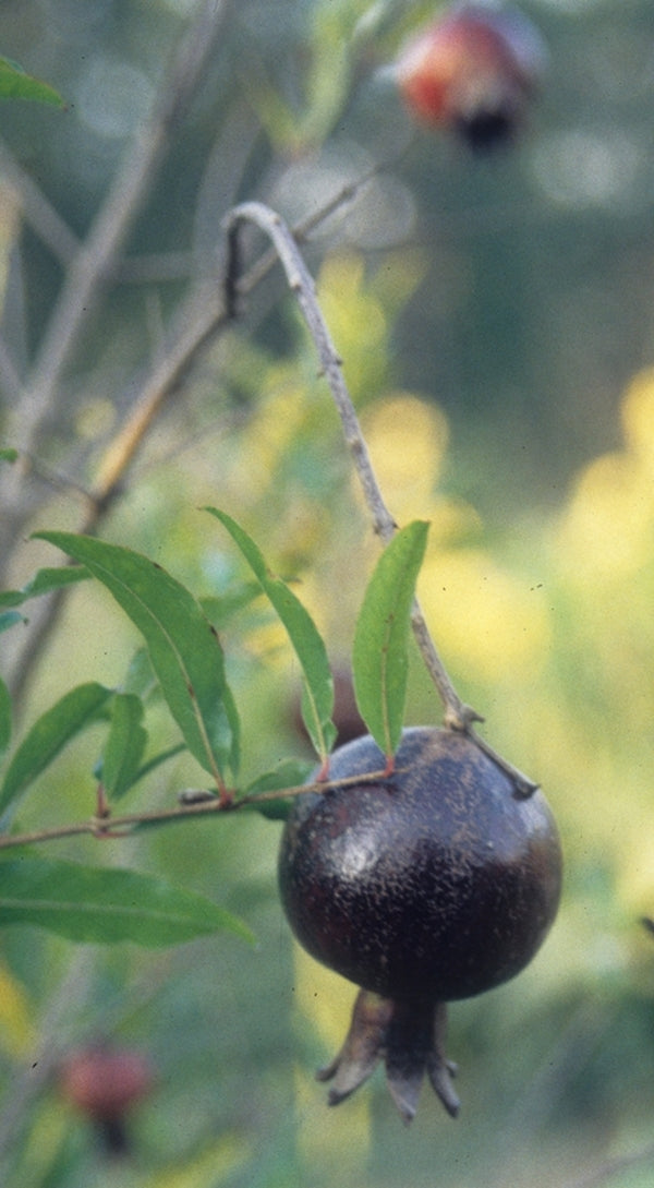 Image of Punica granatum 'Eight Ball'taken at Juniper Level Botanic Gdn, NC by JLBG