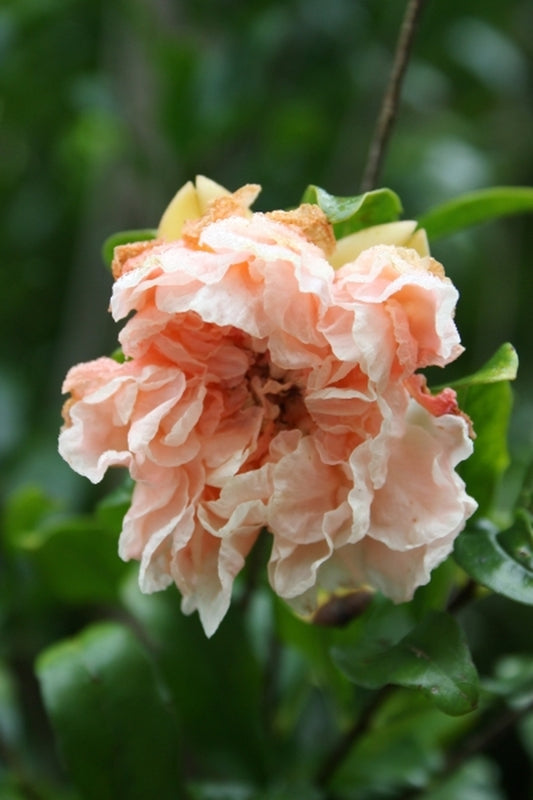 Image of Punica granatum 'Toyosho'|Juniper Level Botanic Gdn, NC|JLBG