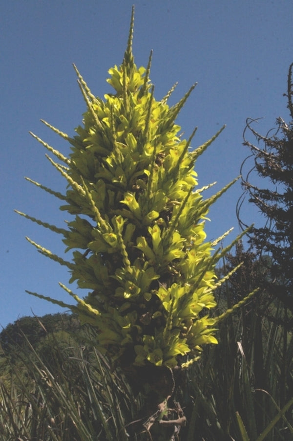 Image of Puya chilensis|UC Berkeley Botanic Gdn, CA|D. Hinkley