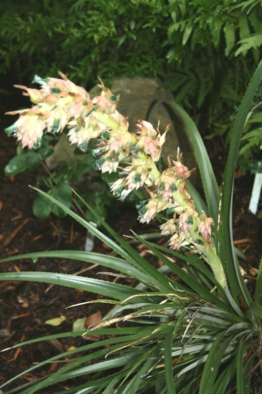 Image of Puya dyckioides|Juniper Level Botanic Gdn, NC|JLBG