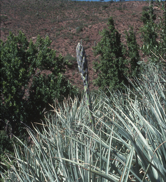 Image of Puya yakespala|In Situ Lake Brealito, Argentina|