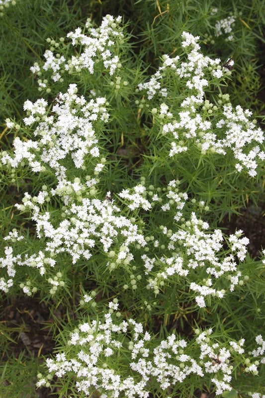 Image of Pycnanthemum tenuifolium 'Cat Springs'