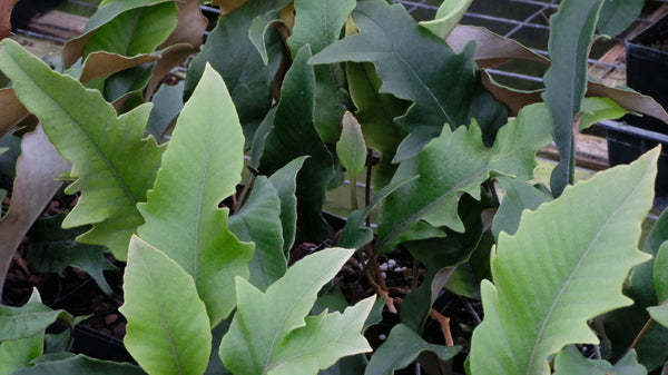 Image of Pyrrosia lingua 'Kaeru Tei'|Juniper Level Botanic Gdn, NC|JLBG