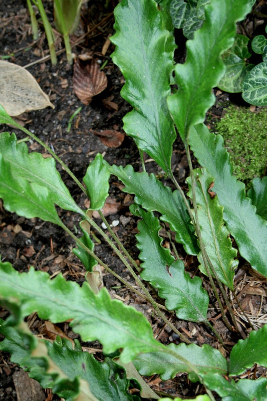 Image of Pyrrosia lingua 'Nokogiri Ba'|Juniper Level Botanic Gdn, NC|