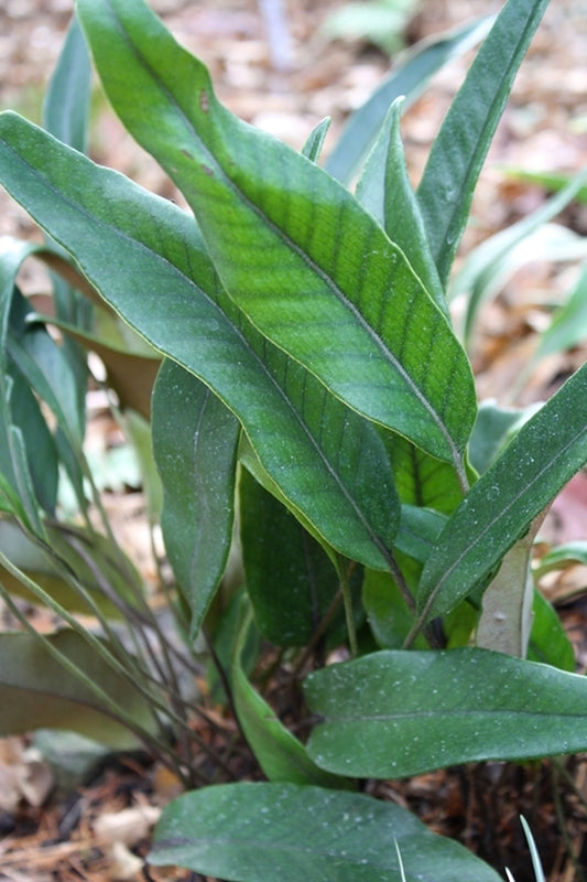 Image of Pyrrosia lingua 'Thrombosis'|Juniper Level Botanic Gdn, NC|JLBG