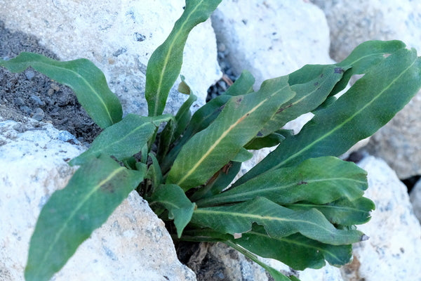 Image of Pyrrosia porosa |Juniper Level Botanic Gdn, NC|