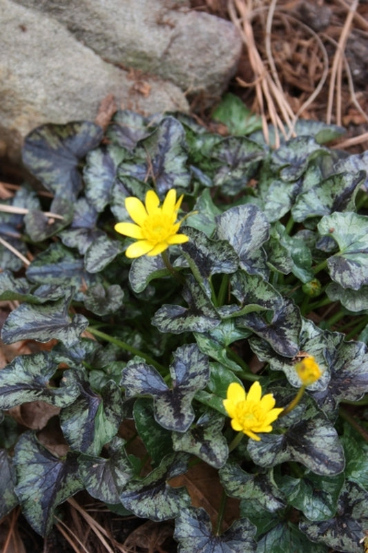 Image of Ranunculus ficaria 'Brambling'||