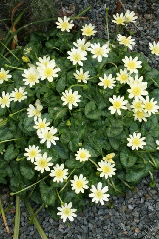 Image of Ranunculus ficaria 'Randall's White'|Juniper Level Botanic Gdn, NC|JLBG