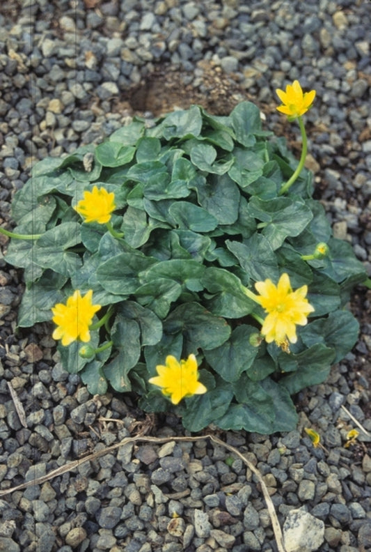 Image of Ranunculus ficaria 'Yaffle'|Juniper Level Botanic Gdn, NC|JLBG