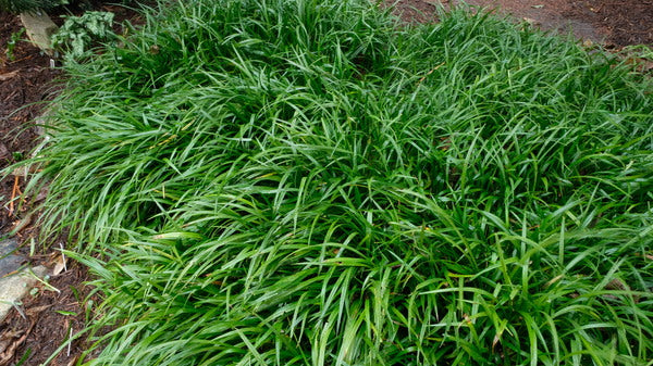 Image of Reineckea carnea 'Greenscape'|Juniper Level Botanic Gdn, NC|JLBG