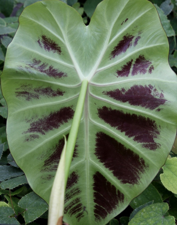 Image of Remusatia vivipara 'Son La'|Juniper Level Botanic Gdn, NC|JLBG