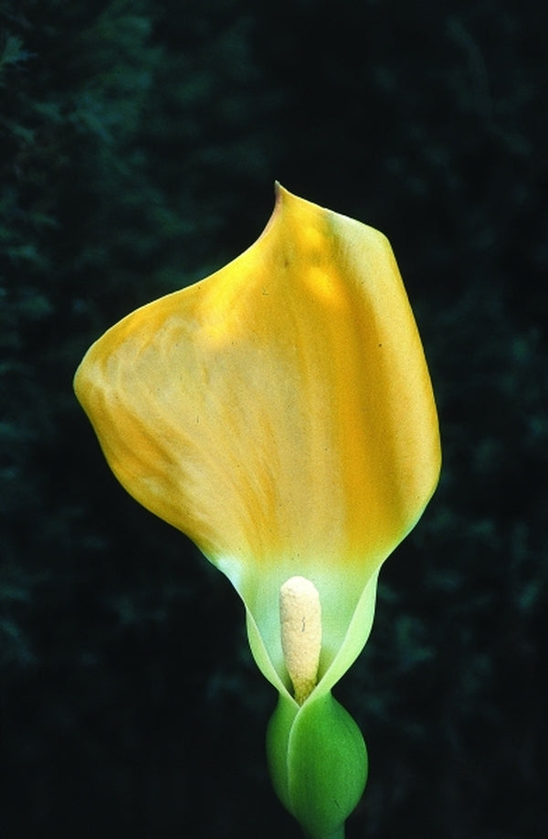 Image of Remusatia vivipara|Juniper Level Botanic Gdn, NC|JLBG